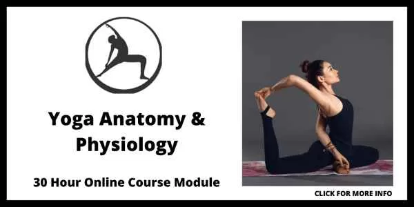 The 8 Best Yoga Anatomy Courses Online