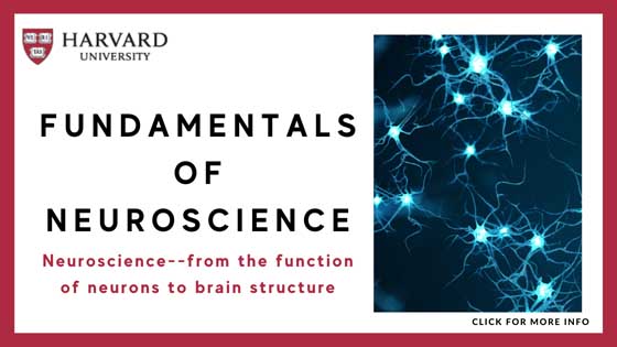Online Courses in Neuroscience - Fundamentals of Neuroscience - edX