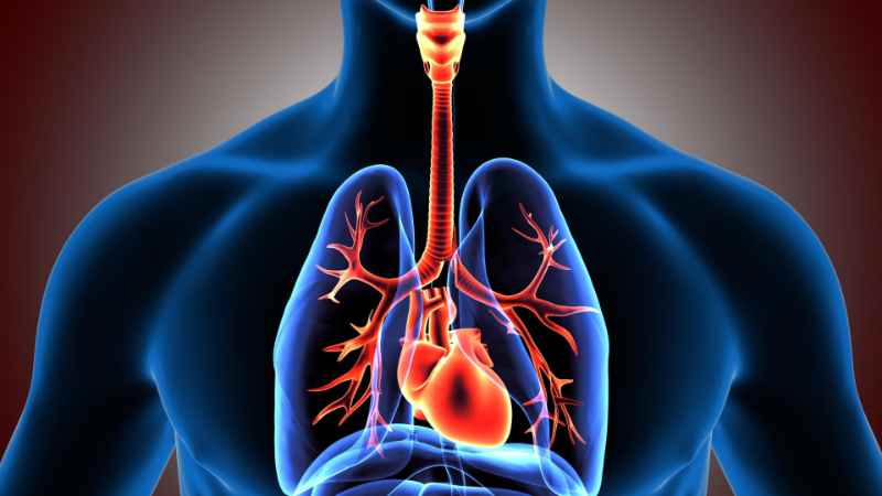 Breathing and the Human Respiratory System