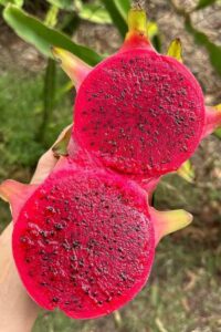 how to eat dragon fruit